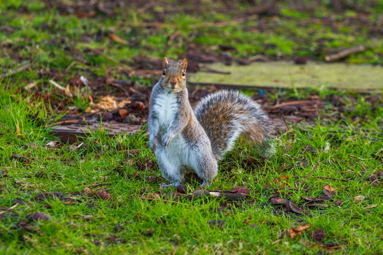 animal