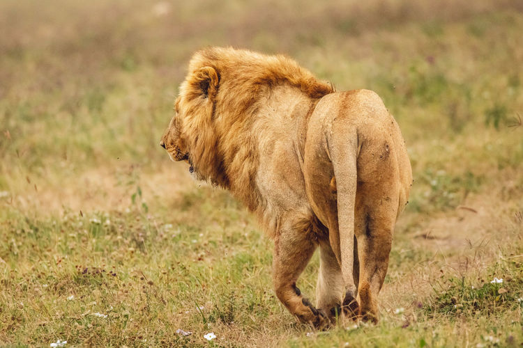Lioness running on field