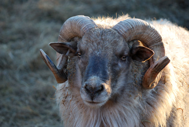 Close-up portrait of a shetland ram