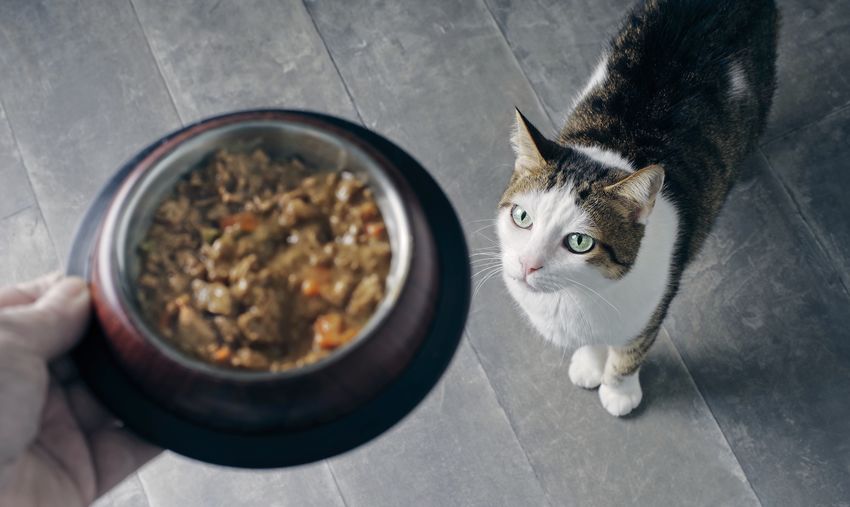 High angle view of cat looking at food bowl