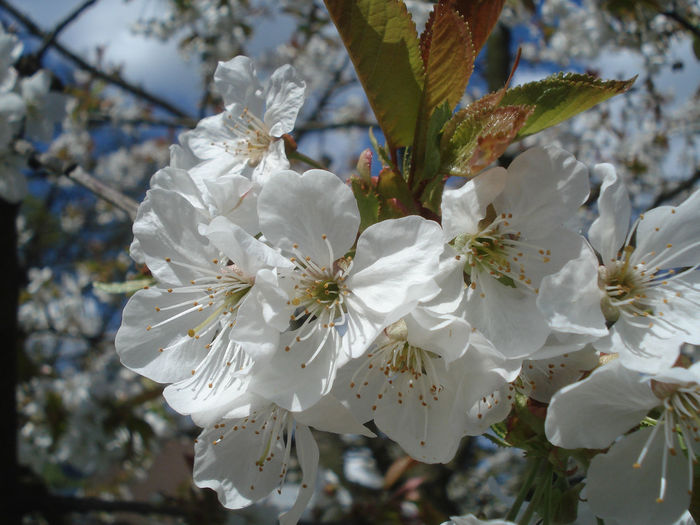 Close-up of white flowers blooming in park