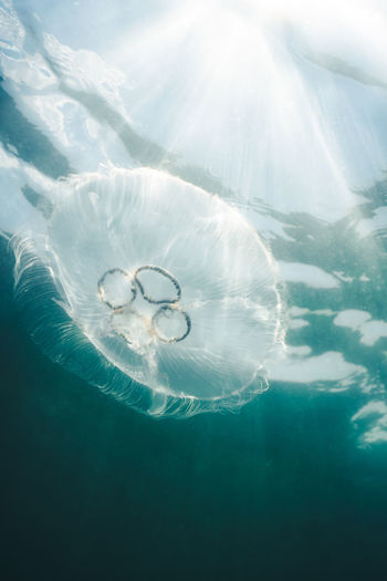 Common jellyfish in the clear water of the baltic sea.