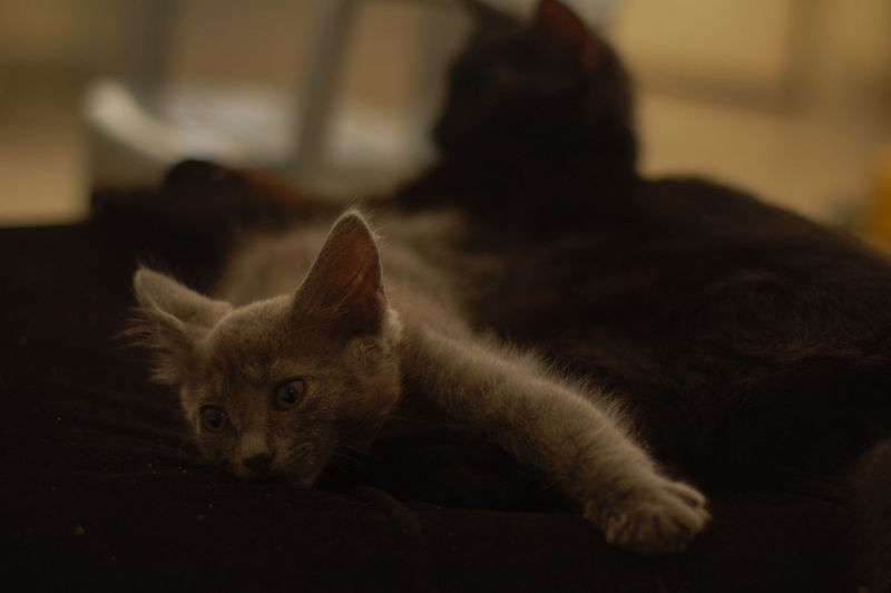 Close-up of cat