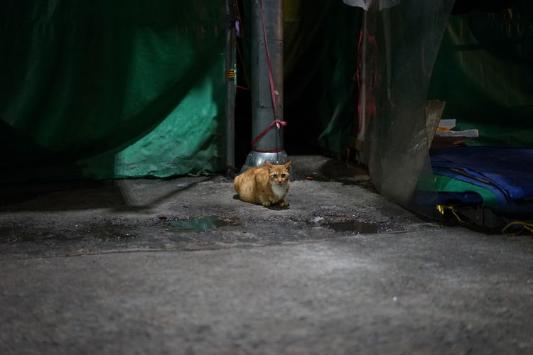 Portrait of stray ginger cat sitting in alley