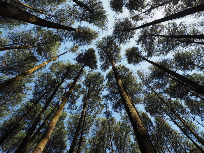 Low angle view of pine trees showing crown shyness taken in hutan pinus asri, indonesia