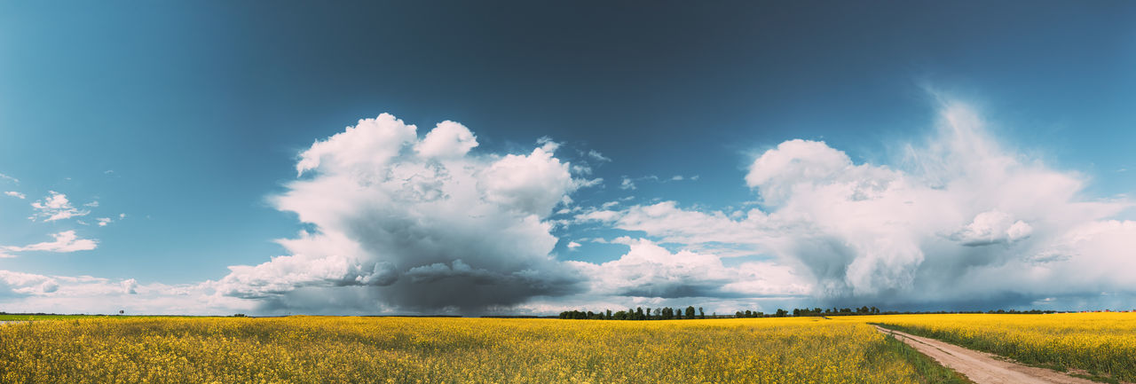Scenic view of field against sky