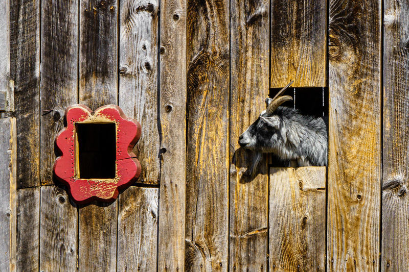 Close-up of a goat