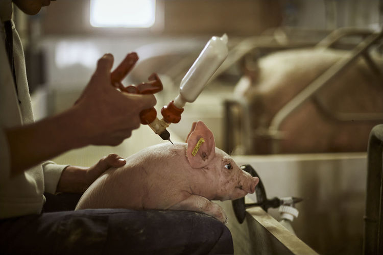 Teenage boy vaccinating piglet with syringe at pigpen