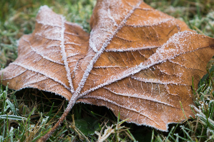 Close-up of maple leaf during autumn