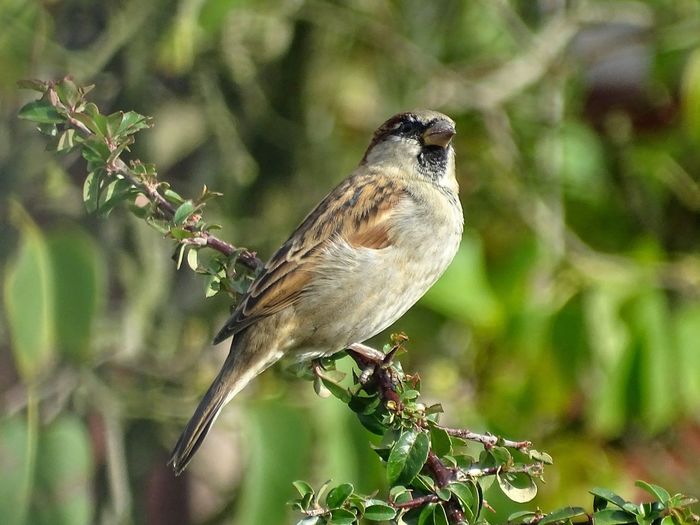 Garden sparrow perched on a tree branch 