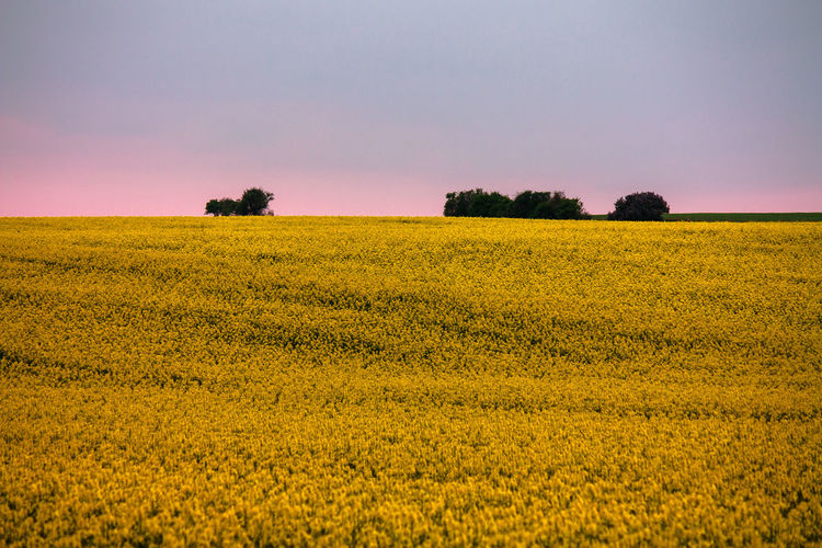 Scenic view of oilseed rape field against clear sky