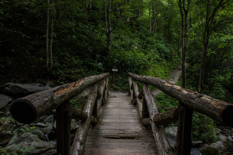Bridge in nature