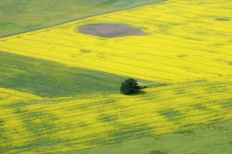 High angle view of yellow field
