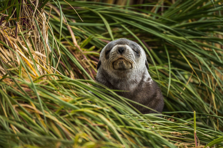 Close-up of fur seal on grassy field