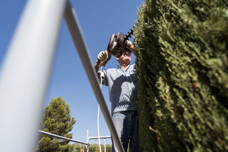 Senior male gardener in casual clothes using electric hedge trimmer while standing on scaffolding and pruning green thuja trees during work against cloudless blue sky in countryside