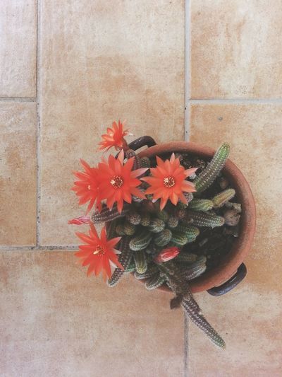 High angle view of flower in pot