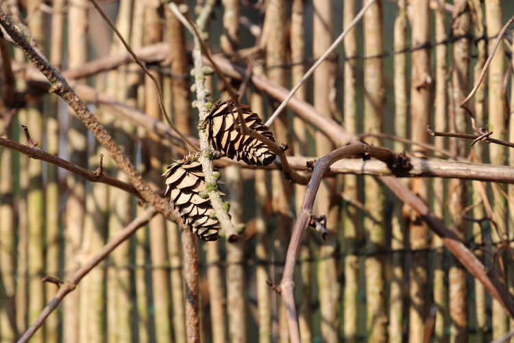 Close-up of butterfly on pine cone on tree