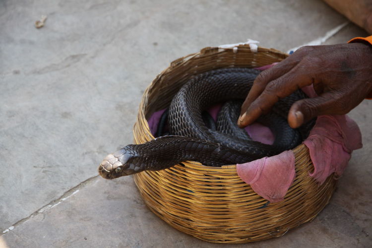 Cropped hand by snake in wicker basket on footpath