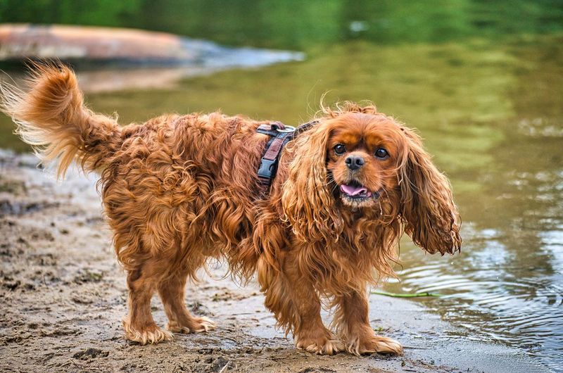 Full length of dog standing in lake