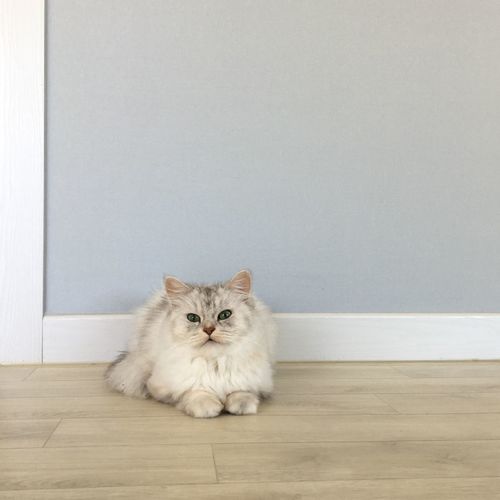 Portrait of cat sitting on floor