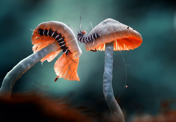 Close-up of caterpillars on mushroom