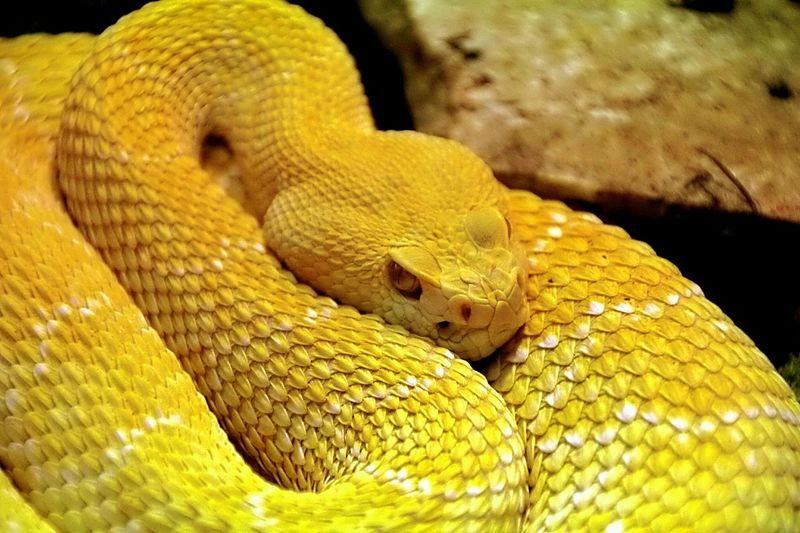 Close-up of yellow eyelash viper