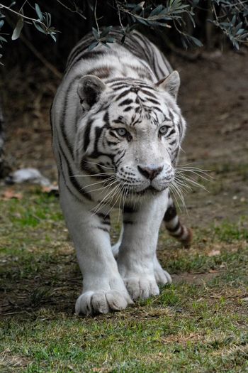 Tiger in a zoo, white tiger prowling 