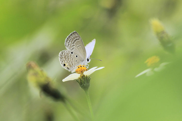 Close-up of butterfly pollinating on flower