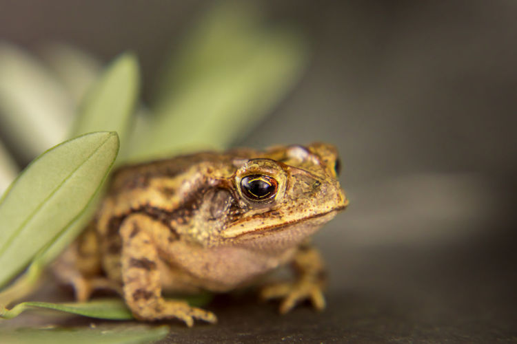 Close-up leopard frog lithobates berlandieri