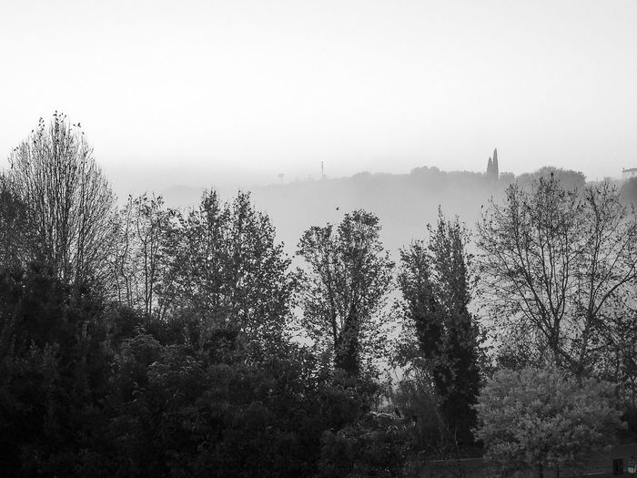 Trees in forest against sky