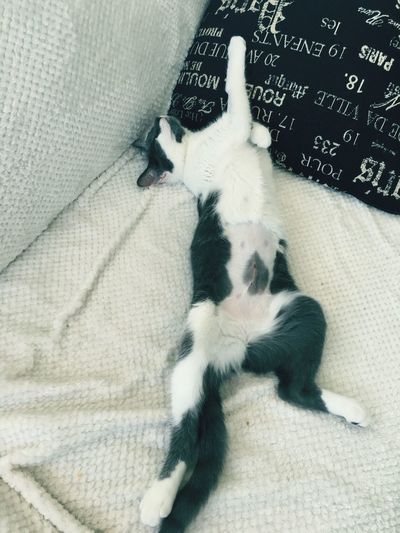 Close-up of cat sleeping