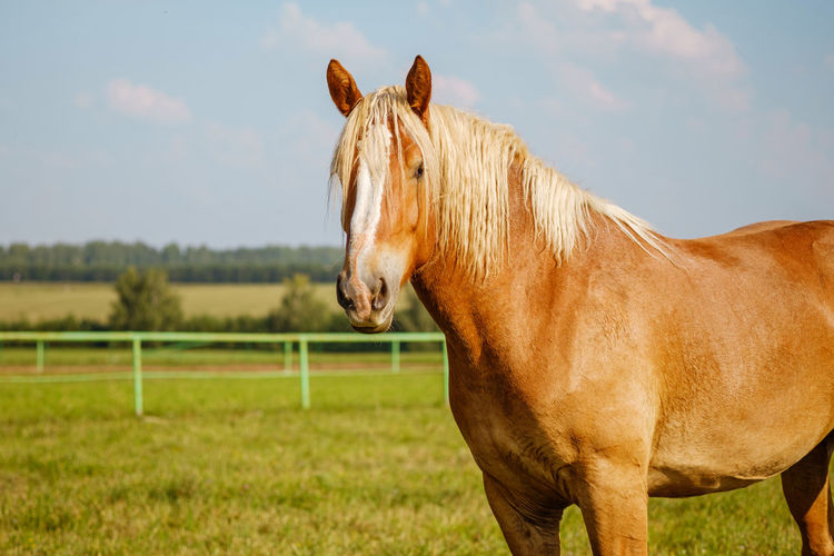 A beautiful red or brown horse with a long mane in the pasture at a horse farm. horse breeding