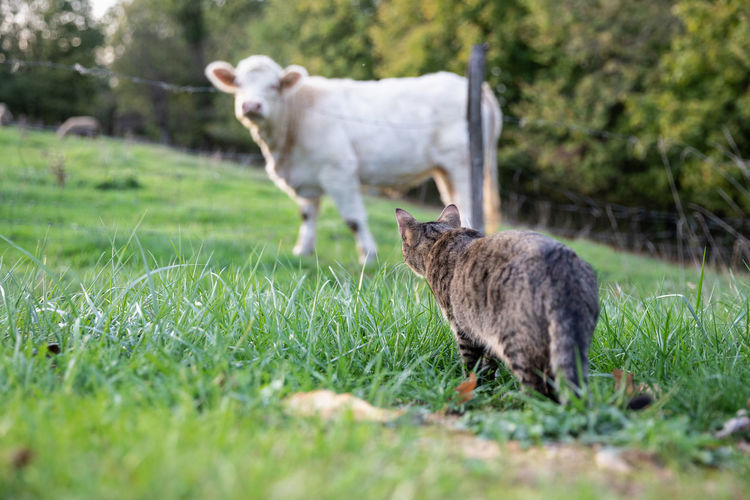 Cat standing on grassy field