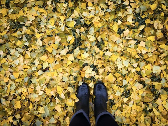 Looking down at black rubber boots stepping on ginkgo biloba yellow leaves fallen on the ground