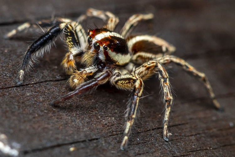 Beautiful macro photo of a cute jumping spider photo was taken in northern israel 