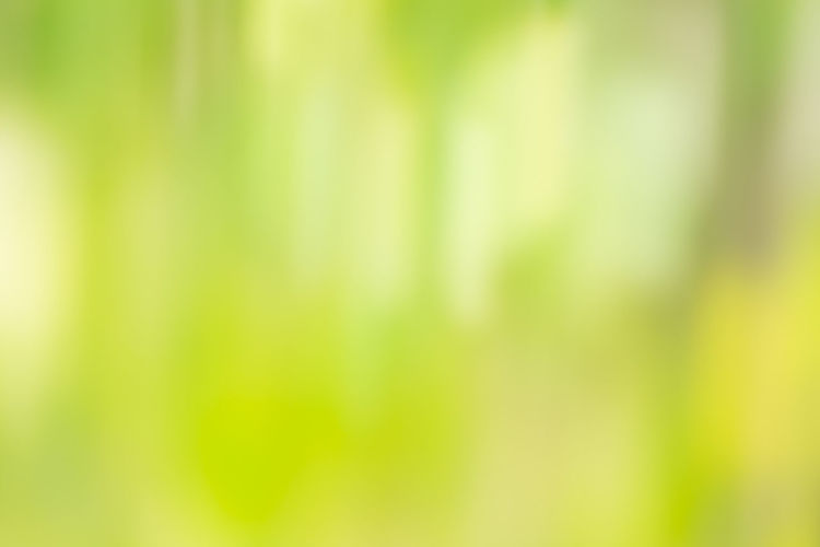 Full frame shot of fresh green plant