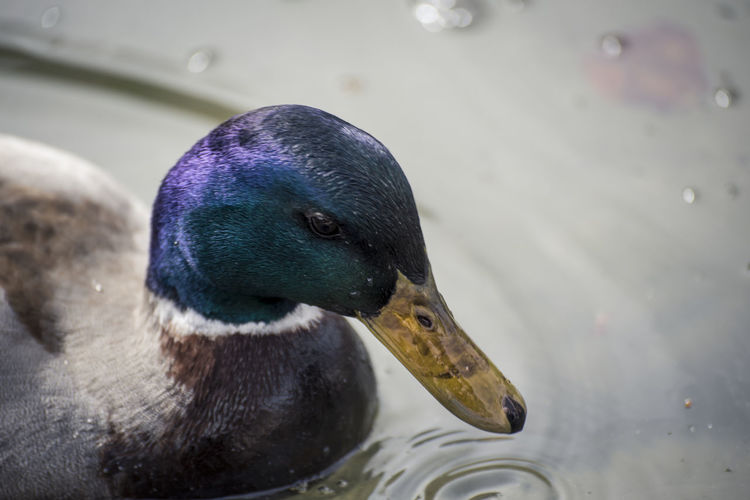 Mallard duck swimming in lake