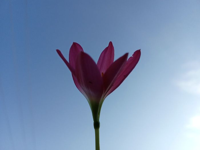Close-up of pink tulip flower against sky