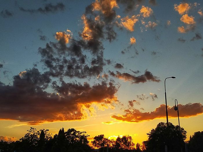 Low angle view of silhouette trees against orange sky