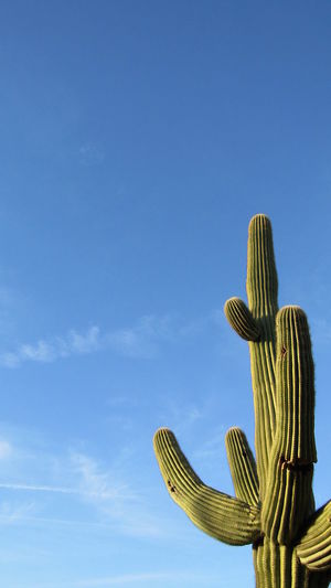 Saguaro cactus against blue sky
