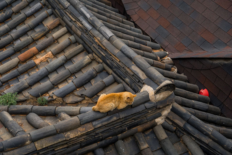 High angle view of cat sleeping on roof
