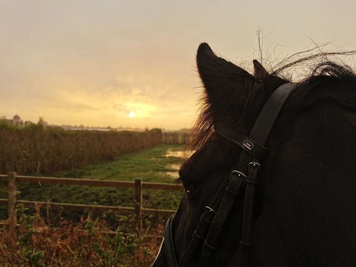 High angle view of horse on field against sky at sunset