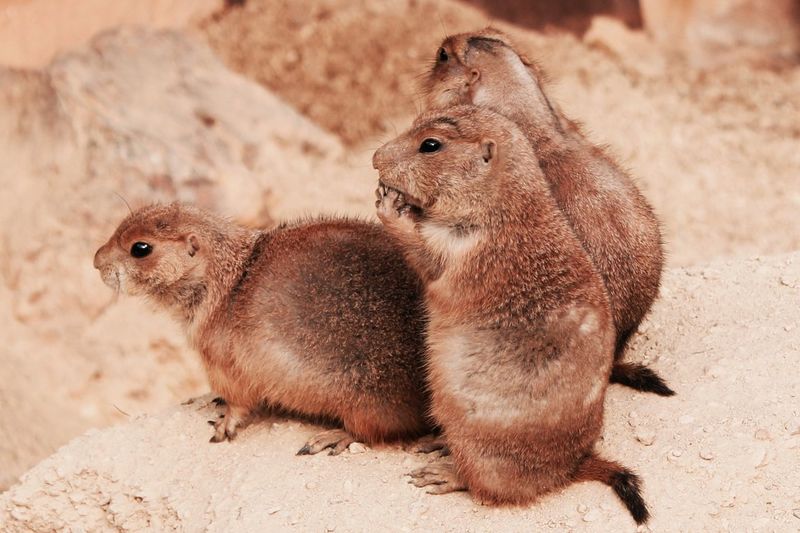 Close-up of prairie dogs on land