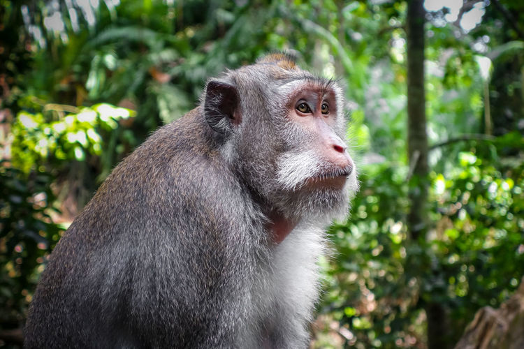 Close-up of monkey looking away in forest