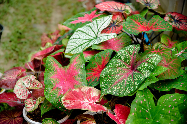 Close-up of wet plant leaves during rainy season