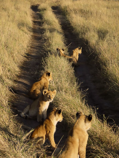 Lion cubs on tire tracks at grassy field