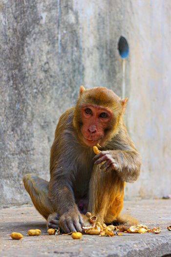 Shot from monkey temple in jaipur