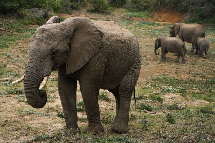 Elephant family