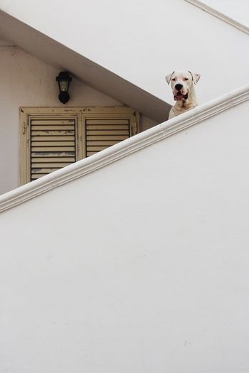 LOW ANGLE VIEW OF DOG ON WALL