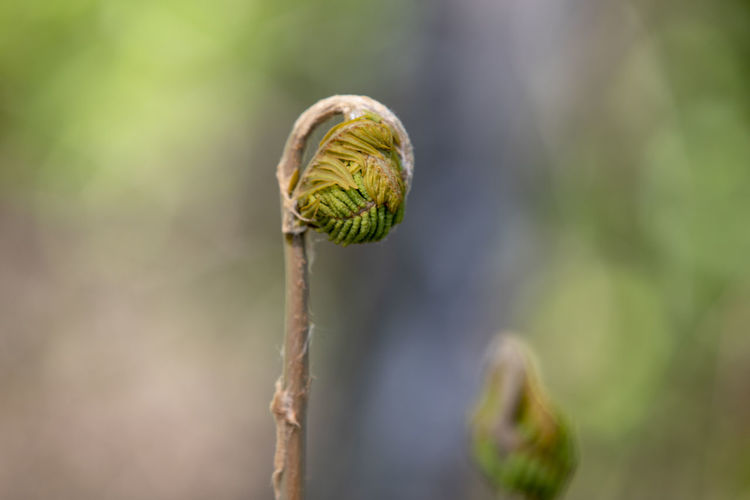 Close-up of flower bud growing outdoors